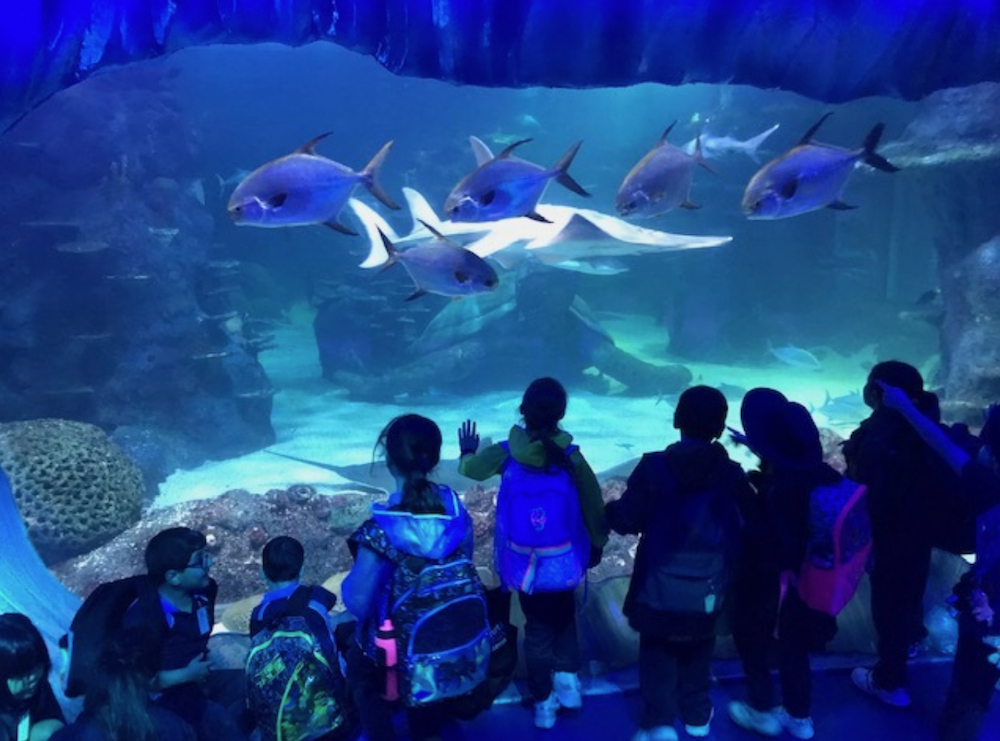Excursion to Sydney Wildlife Park and Aquarium » St Francis of Assisi Catholic Primary School, Warrawong Excursion to Sydney Wildlife Park and Aquarium » St Francis of Assisi Catholic Primary School, Warrawong