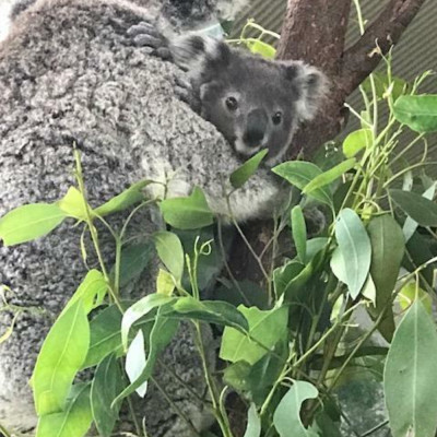 Sydney Wildlife Park and Aquarium Photo Gallery image